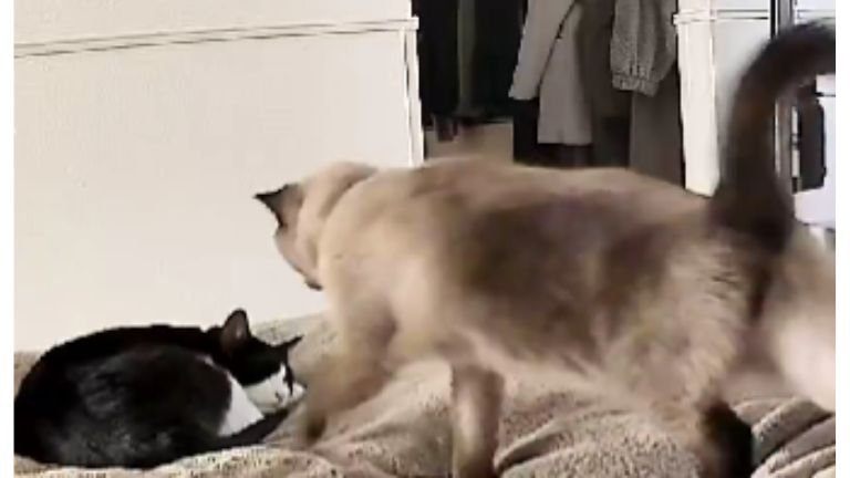 ベッドにいる猫たち