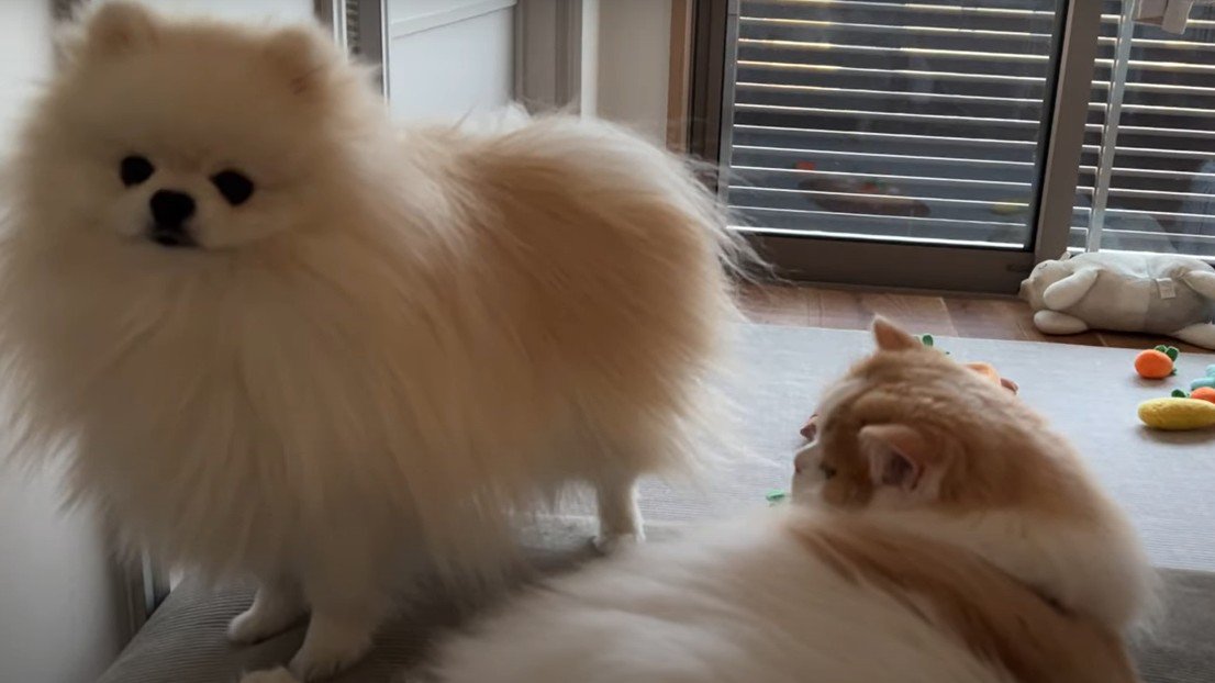 猫とソファに飛び乗った犬