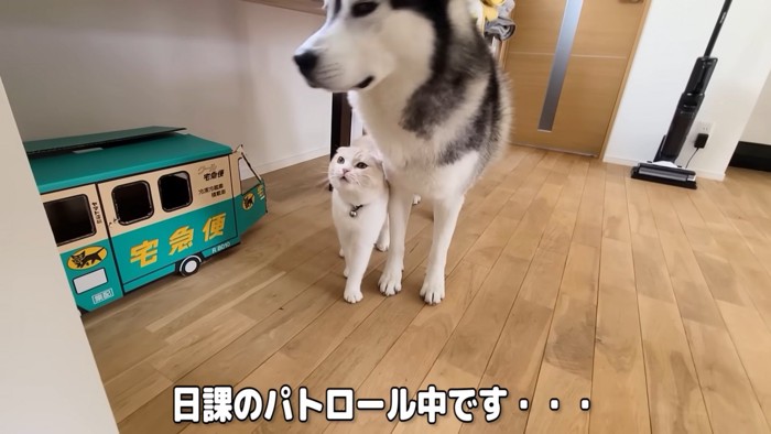 犬のそばにいる猫