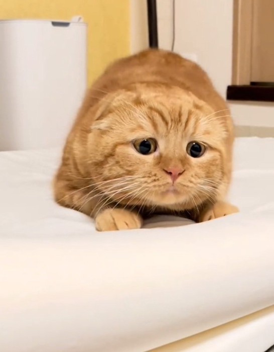 悲しそうな寅くん