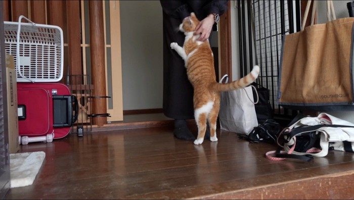 女性の足を抱きしめる猫