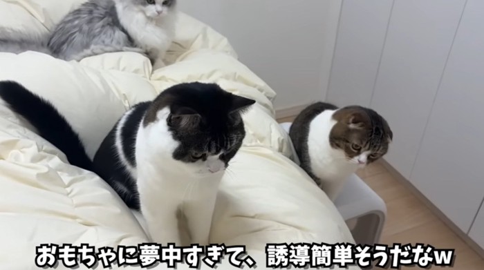 寝室で遊んでいる猫達
