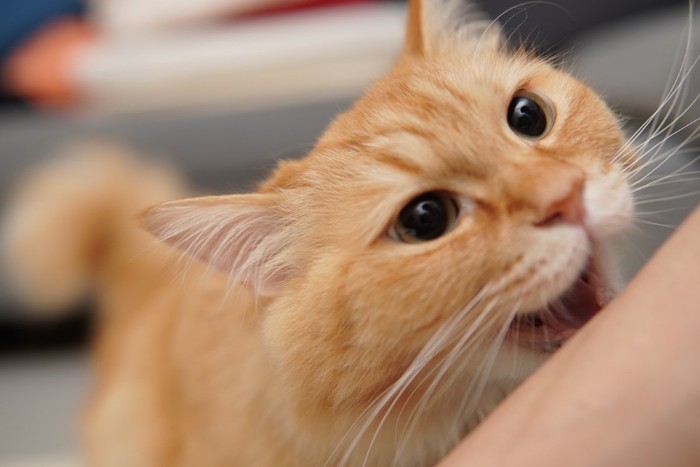 腕に噛みつこうとする猫