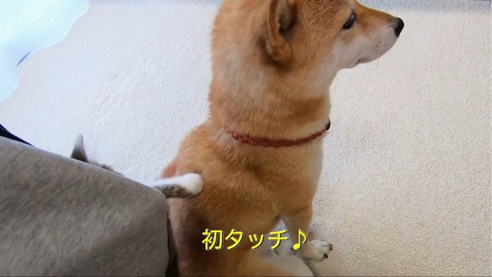 犬に触れる子猫