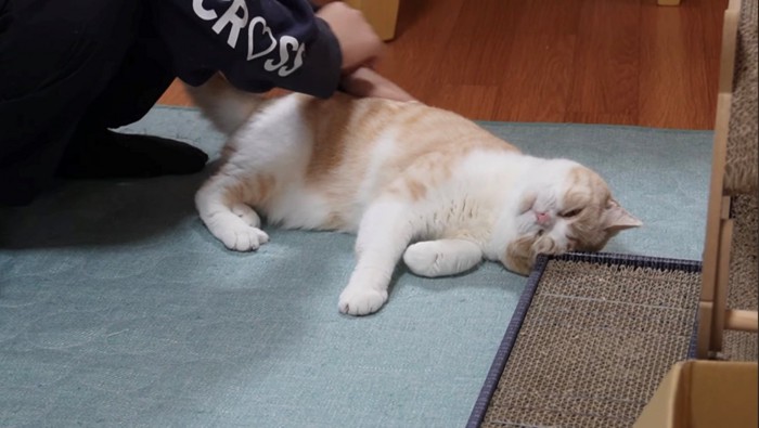 寝そべり甘えるスコティッシュフォールド