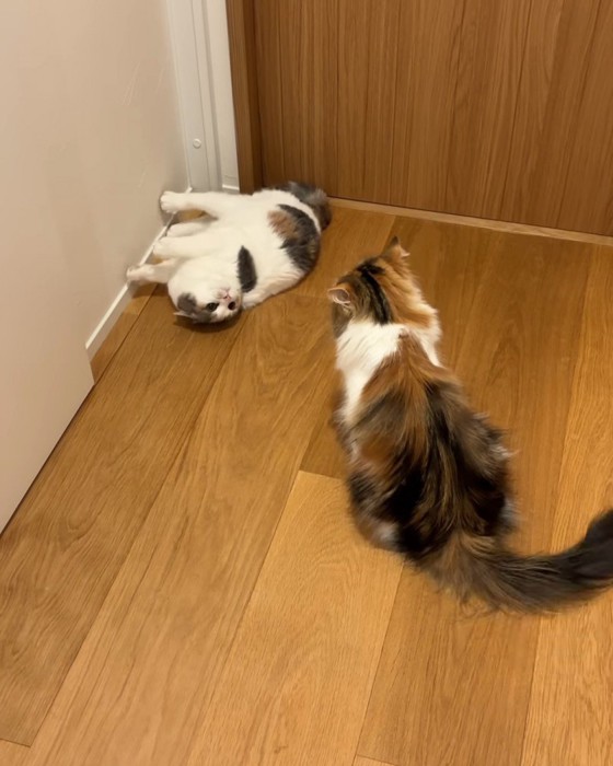 見つめ合う2匹の猫