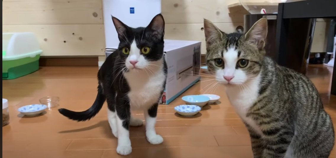 正面を見ている2匹の猫