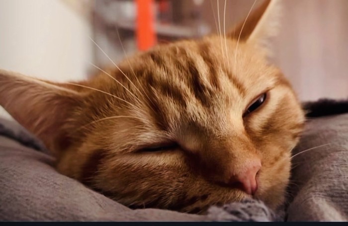 飼い主さんに背中をトントンされるマンチカン