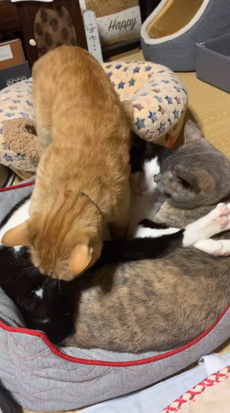 猫用ベッドで眠っている2匹の猫の上を歩く茶色い猫