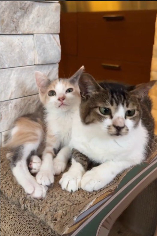 寄り添う猫と子猫