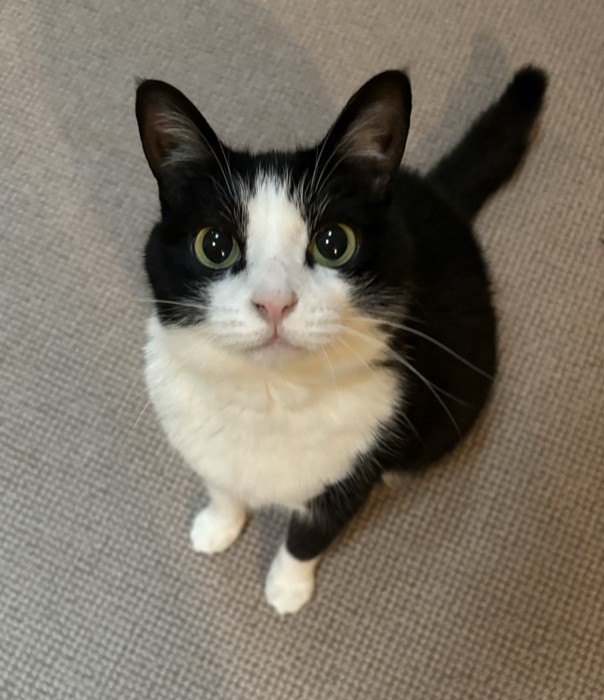 見上げる猫
