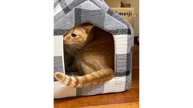 ねこベッドと猫