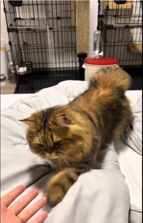 ベッドの上を歩いている猫