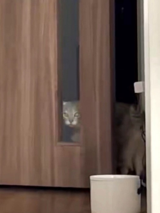 ガラス窓から元居た部屋の中を見る猫