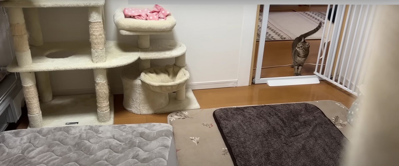 部屋に入ってくる猫%％飼い主さんを探すうーちゃん