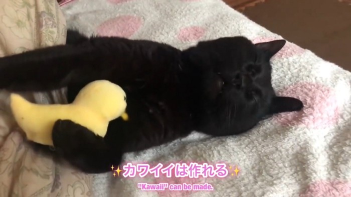 仰向けでひよこを抱きながら寝る黒猫