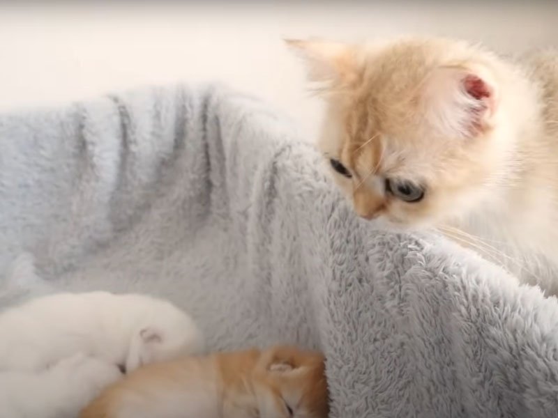 子猫を見つめる大人猫