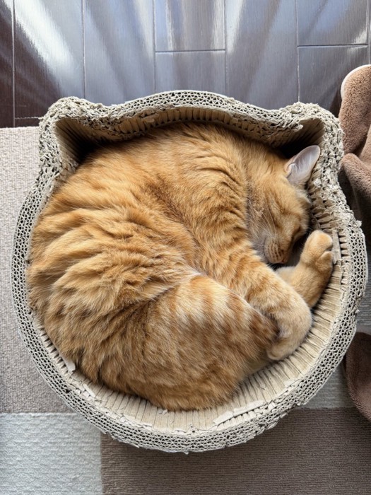 ニャンモナイト（耳が爪とぎベッドの猫耳にはまっている）