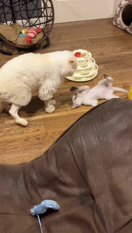 見つめてくる成猫に前足を伸ばす子猫