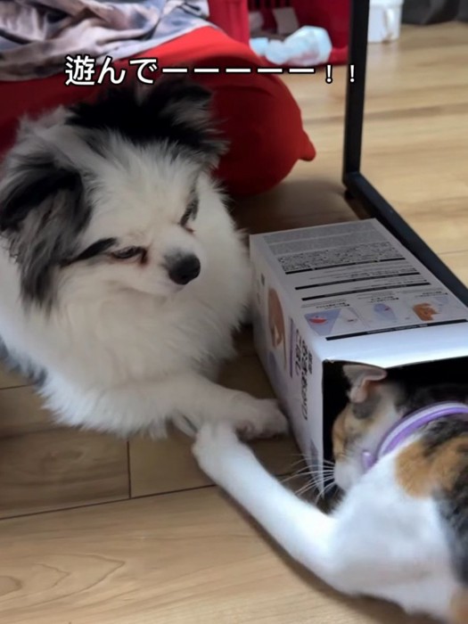 犬に前足を伸ばす猫