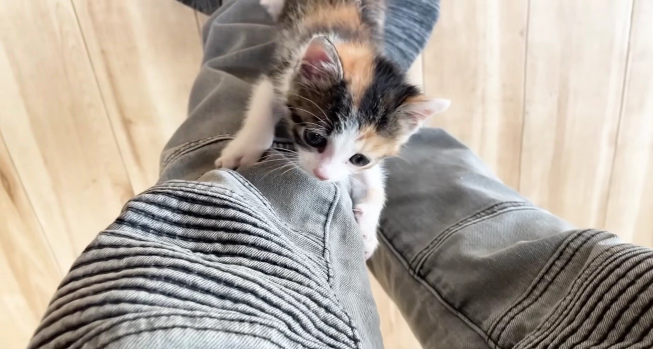 保護主さんの膝を上る三毛さん