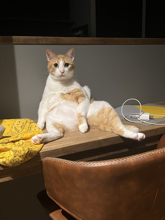 おじさんみたいな座り方をするぽーくん