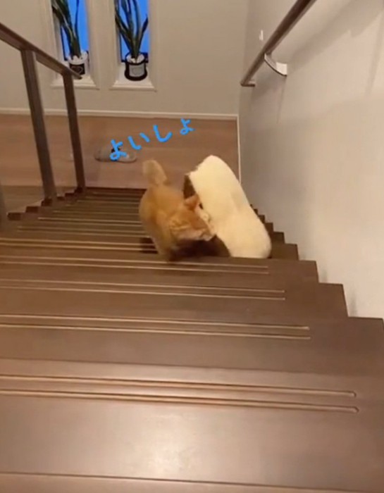 一歩一歩上を目指す猫