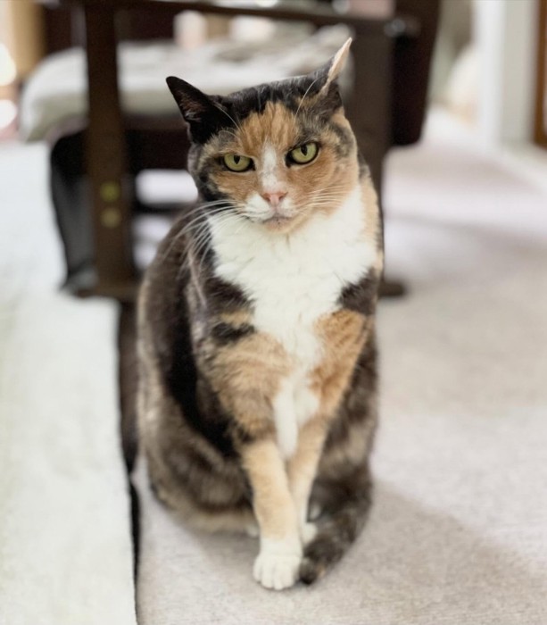 モデルポーズをする猫