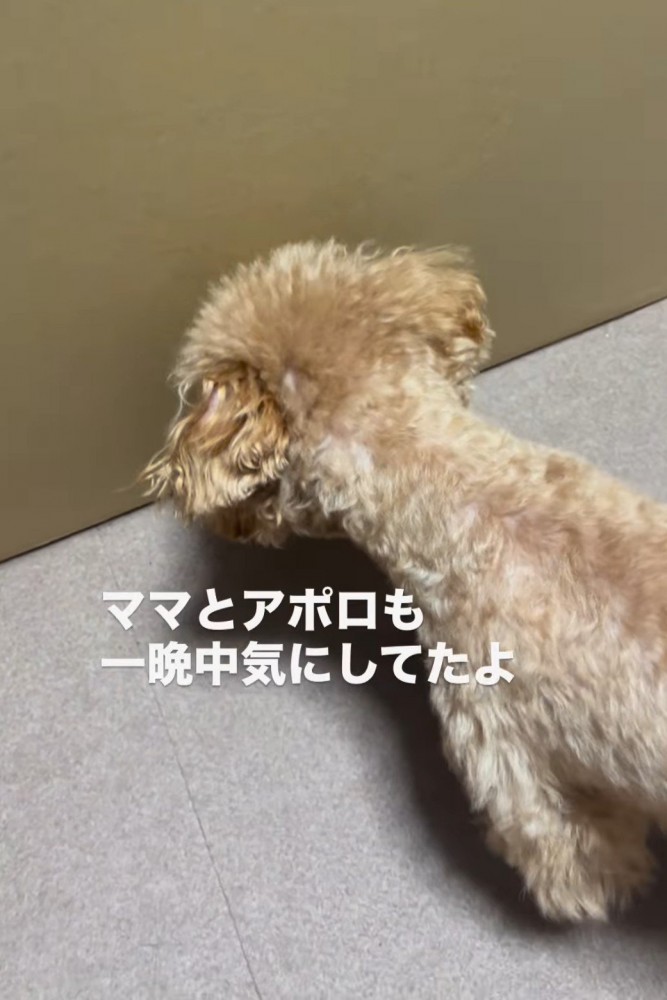 犬の後ろ姿