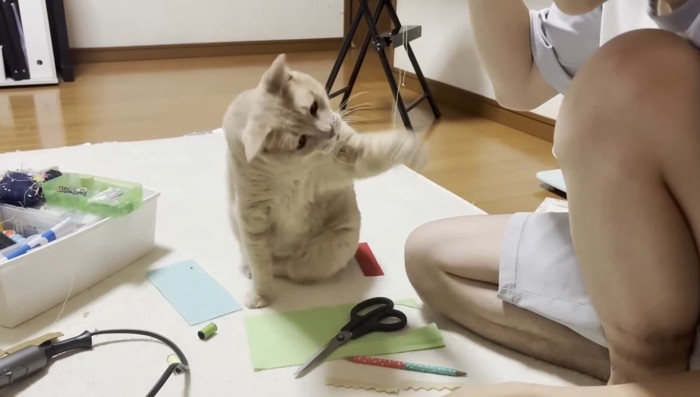 左前足で猫パンチ