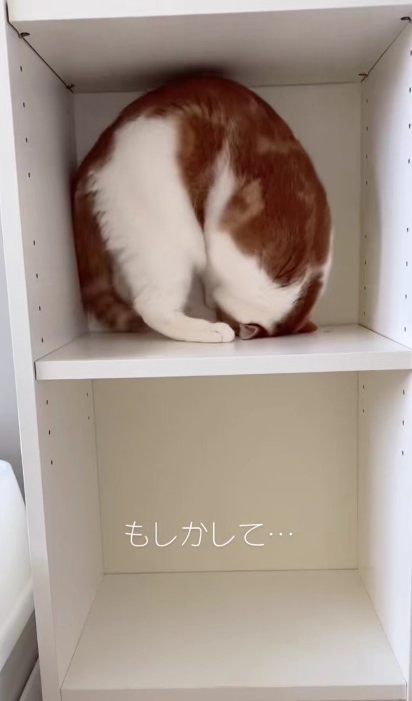 棚の中のはなちゃん