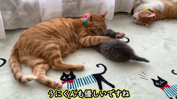 茶トラの成猫と子猫