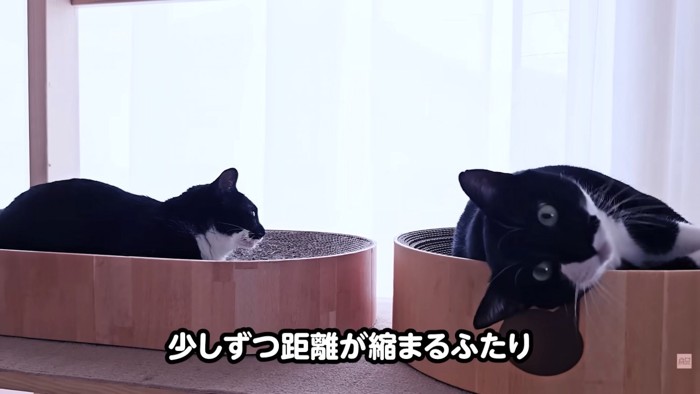 テロップ「すこしずつ距離が~」