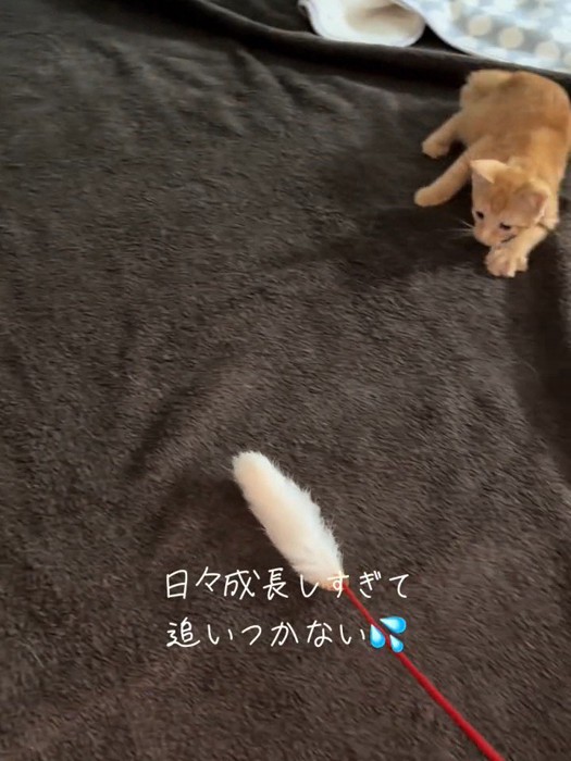 猫じゃらしを狙う子猫