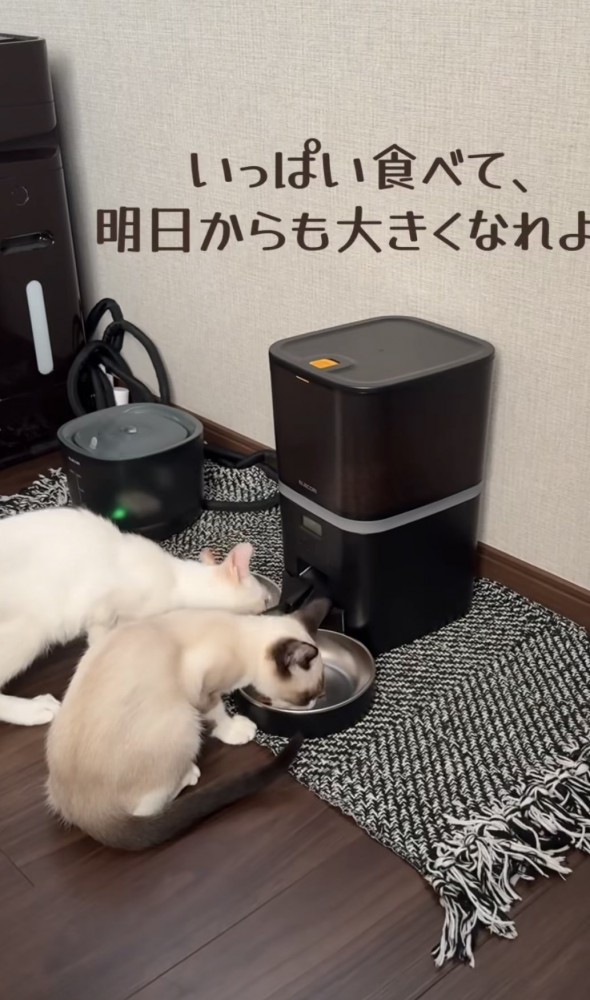 「いっぱい食べて...」のテロップ写真