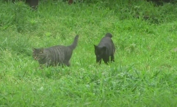 メス猫を追いかける猫