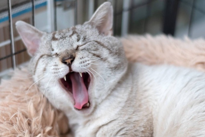 あくびするシャムトラ