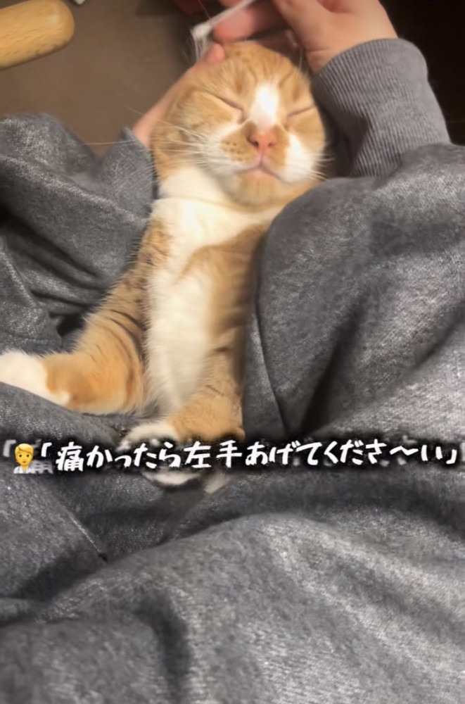 ママに耳掃除されるマンチカン