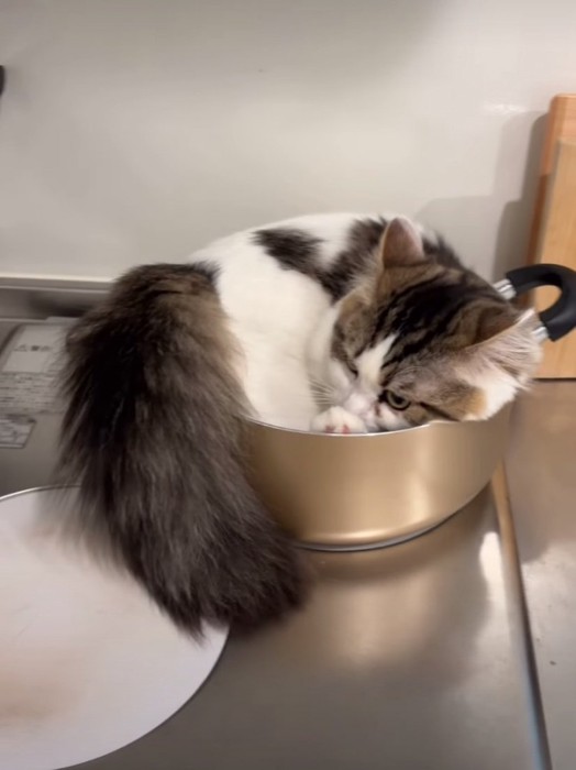 鍋にしっぽが入りきっていない猫