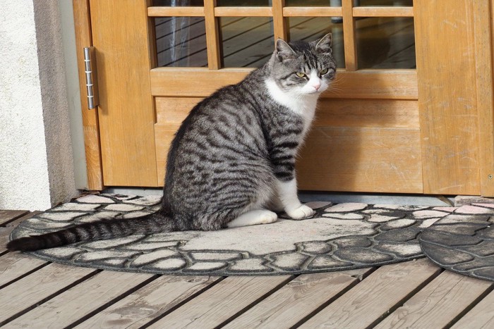 ドアを塞ぐように座る猫