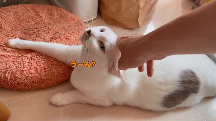 「うーん?」と鳴く猫