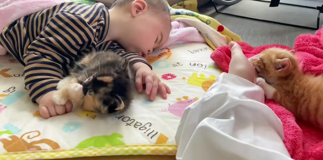 赤ちゃんと2匹の子猫