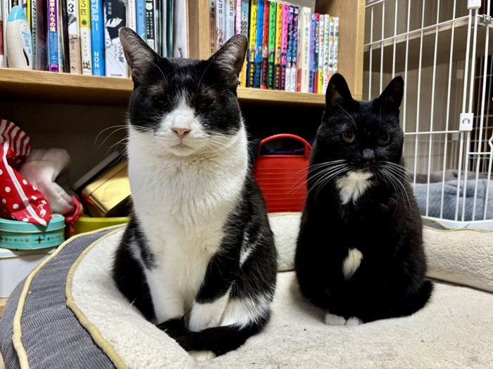 ペットベッドにきちんと座る2匹の猫