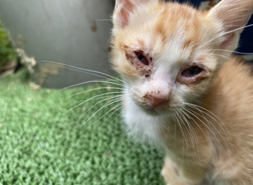 目の周りが腫れて辛そうな子猫