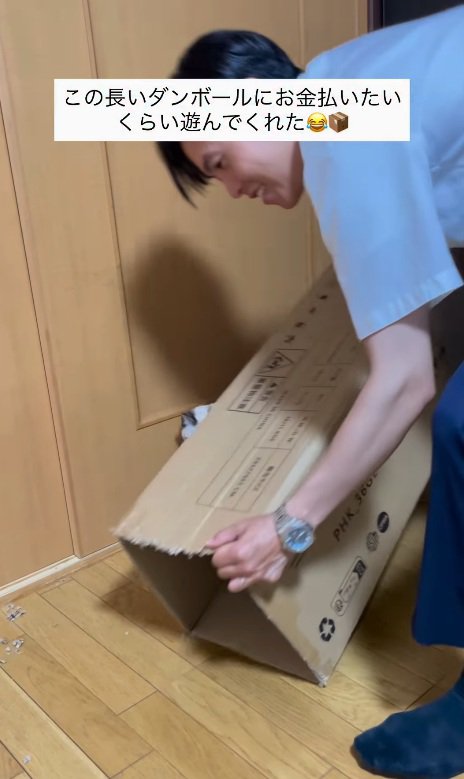 ダンボールの中に入った猫