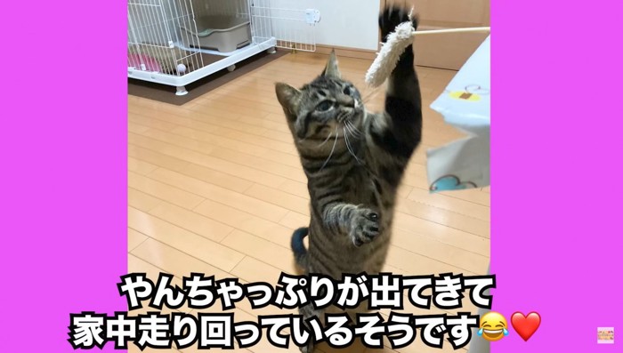 一緒に遊ぶぴーすけくん