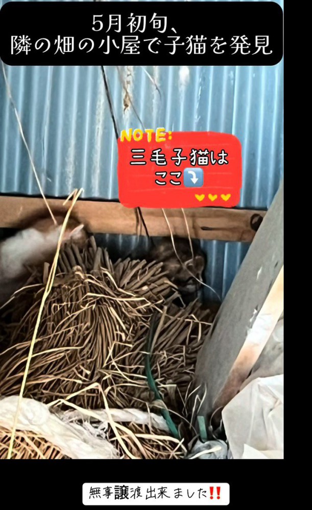 小屋の奥にいる子猫たち