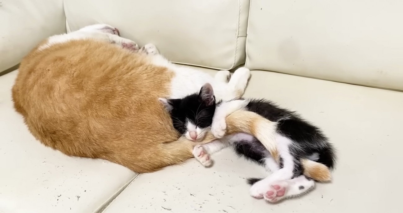 むぎくんのことがすきなロアちゃん