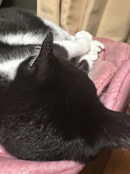 寝ている黒白猫の頭