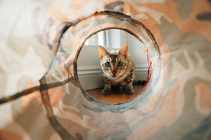 トンネルに興味をもつ猫